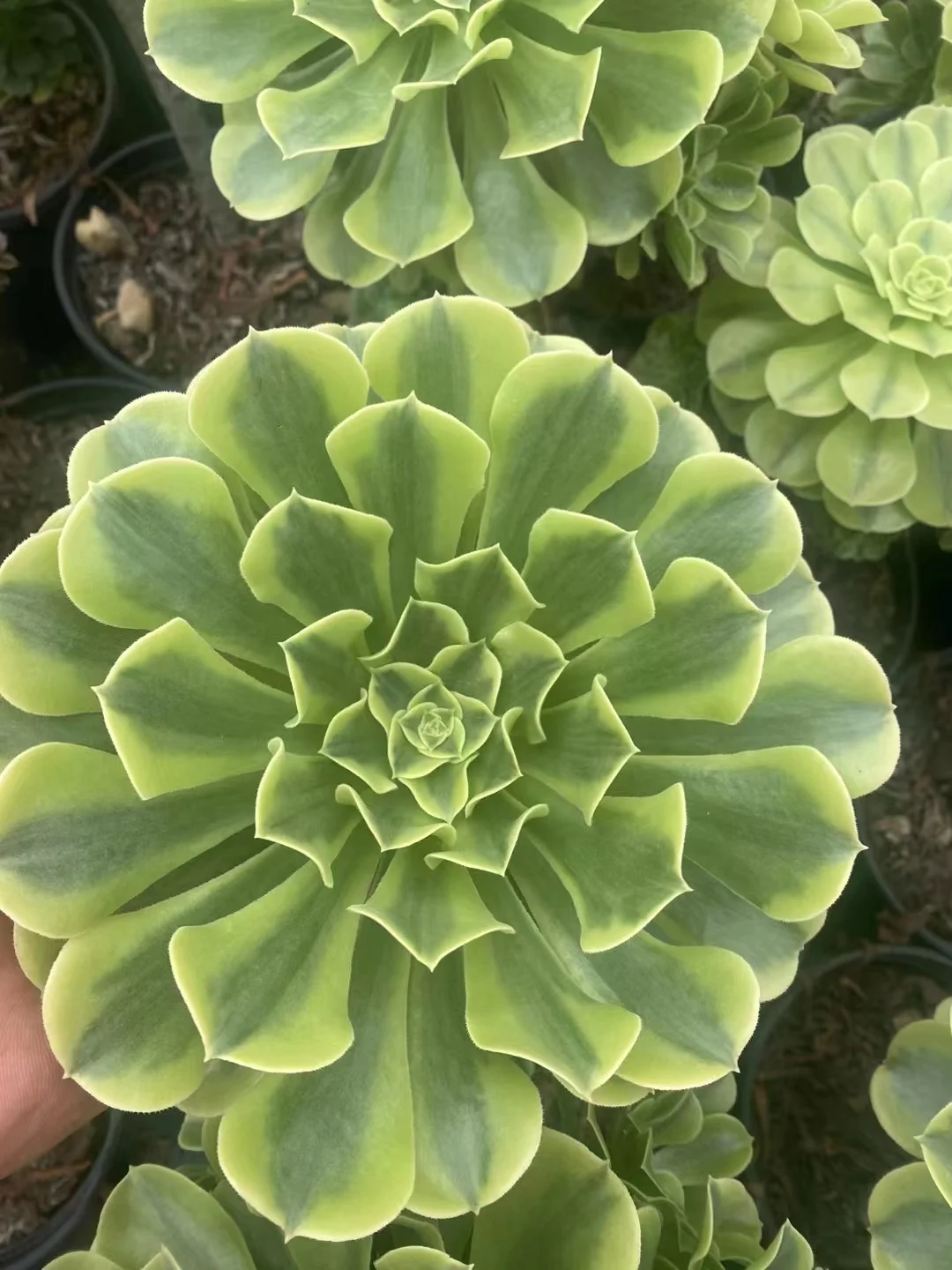 plant Aeonium Echeveria Haworthia  Caudex  Lithops Cactus  Agave 