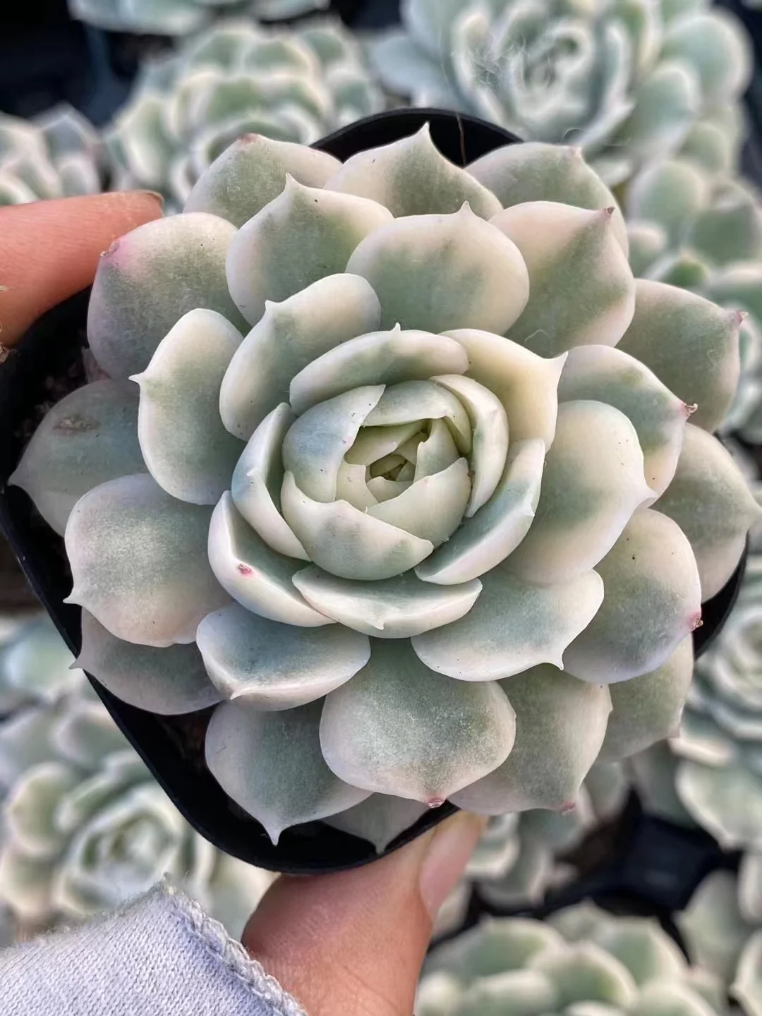 plant Aeonium Echeveria Haworthia  Caudex  Lithops Cactus  Agave 