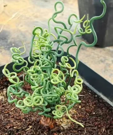 plant Aeonium Echeveria Haworthia  Caudex  Lithops Cactus  Agave 