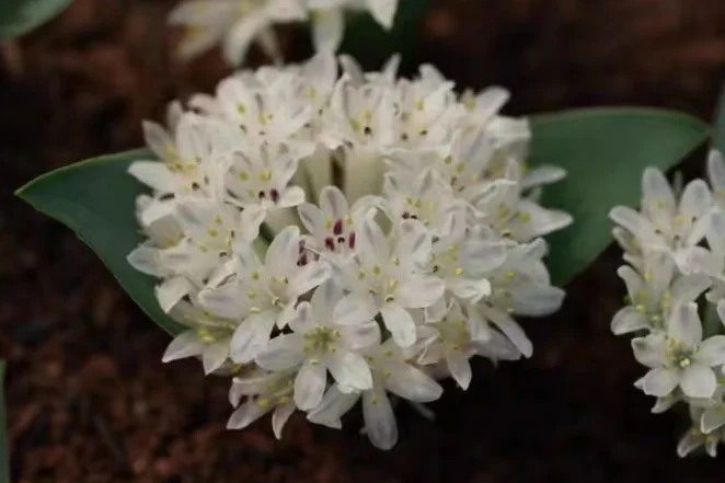 plant Aeonium Echeveria Haworthia  Caudex  Lithops Cactus  Agave 