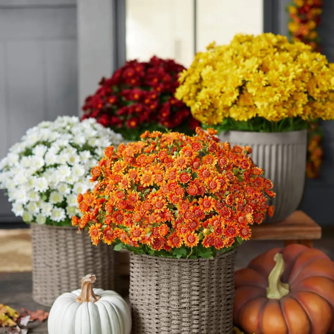 💥Last Day Each Only $2.59- Artificial Outdoor Sunset Mums Flowers - UV resistant. Waterproof. Windproof