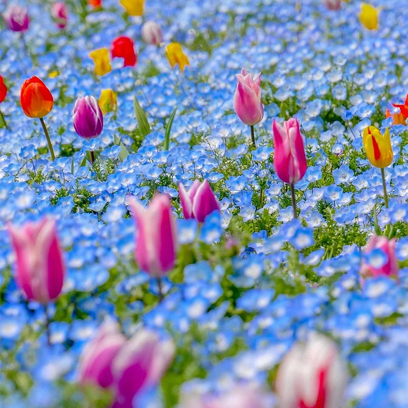 The Enchanted Garden - Over 50 Varieties Mixed Perennial Seeds