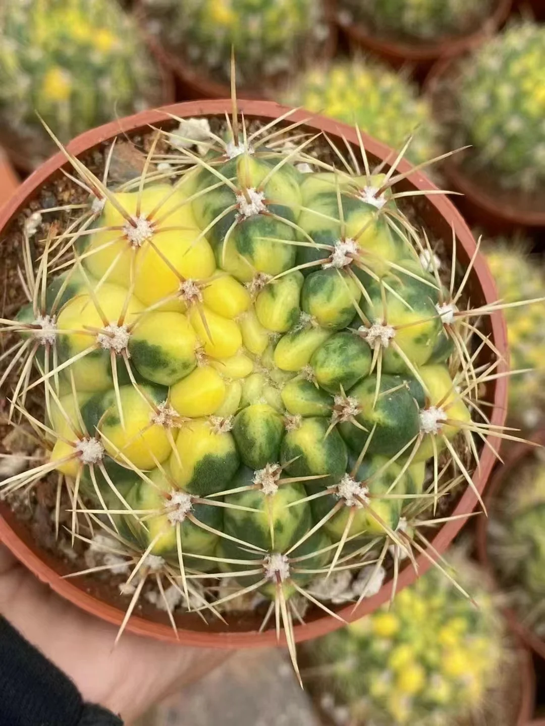 plant Aeonium Echeveria Haworthia  Caudex  Lithops Cactus  Agave 