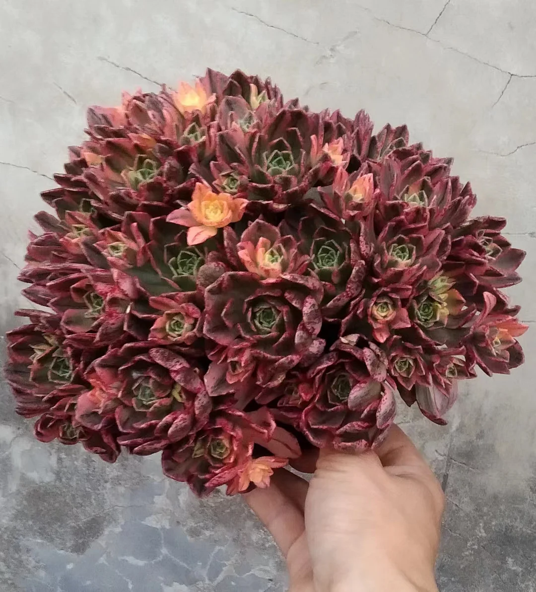 plant Aeonium Echeveria Haworthia  Caudex  Lithops Cactus  Agave 