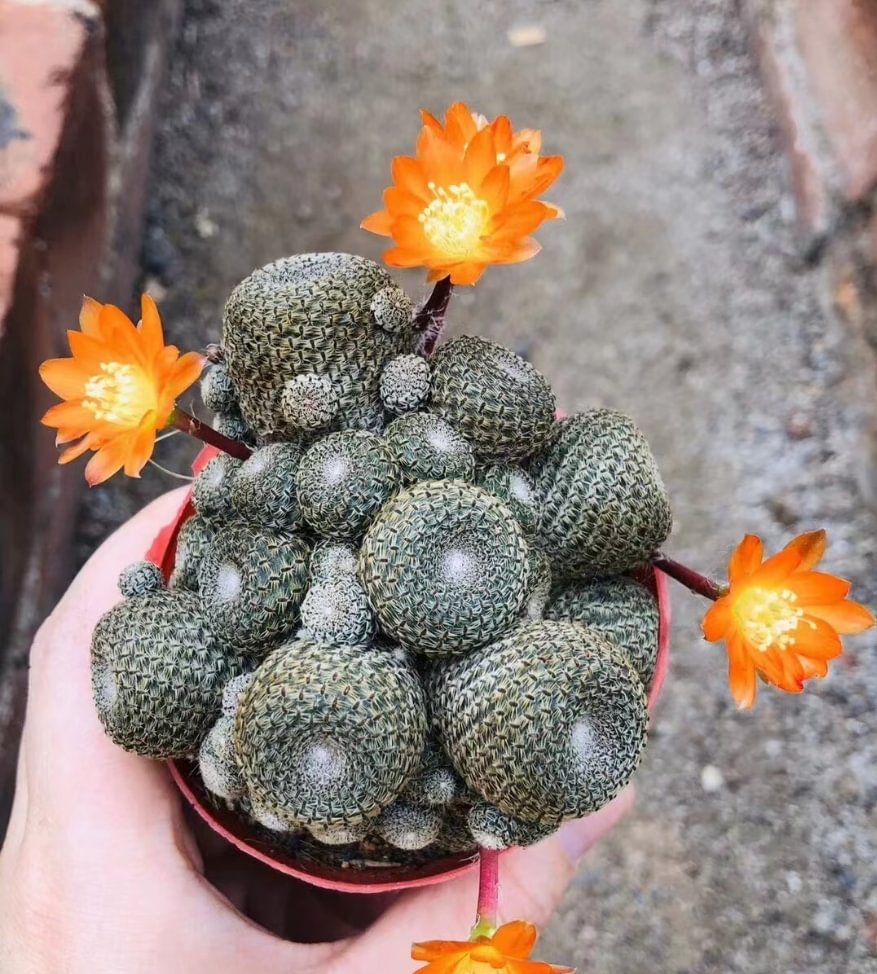 plant Aeonium Echeveria Haworthia  Caudex  Lithops Cactus  Agave 