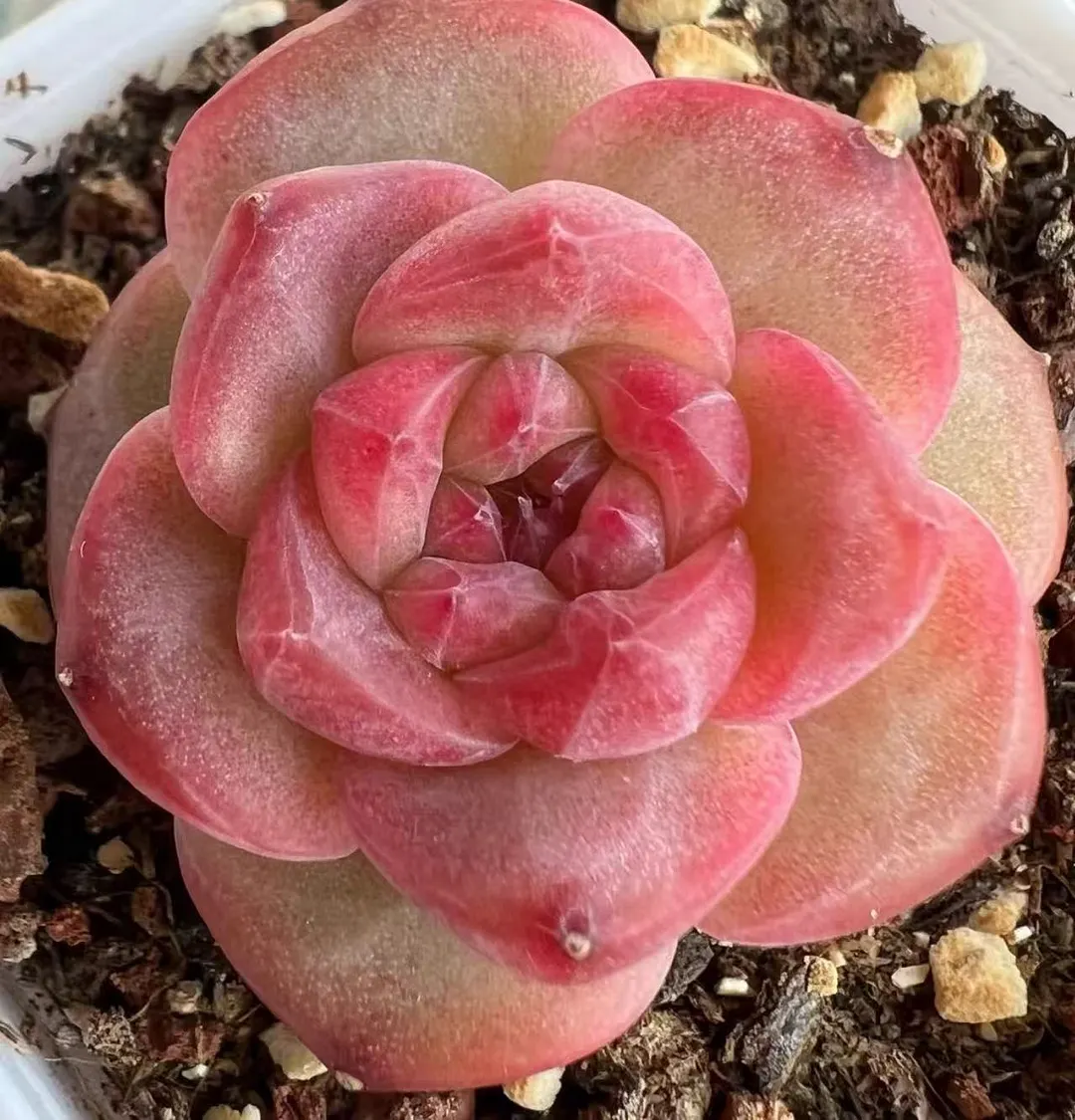 plant Aeonium Echeveria Haworthia  Caudex  Lithops Cactus  Agave 