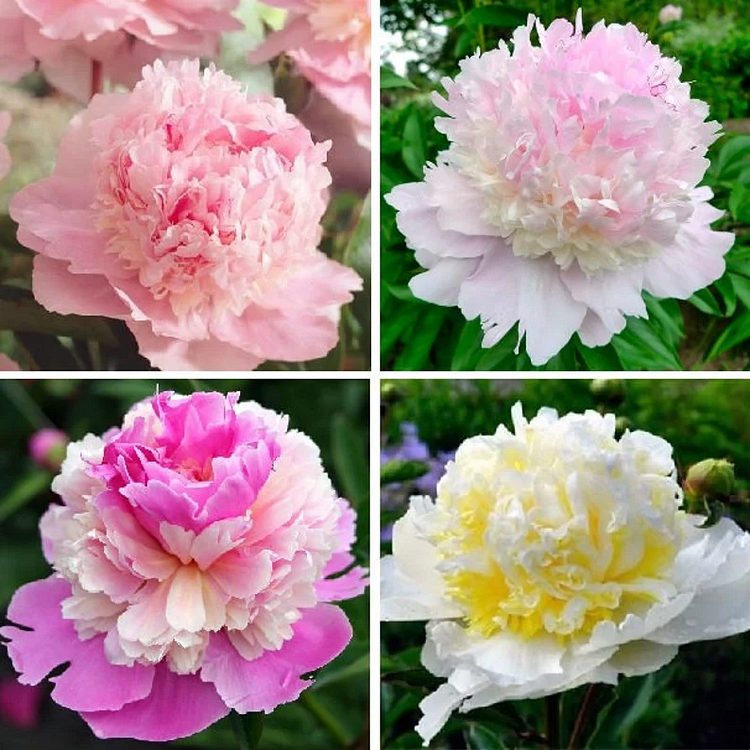 💥50% off - Beauty of the Garden - Peony
