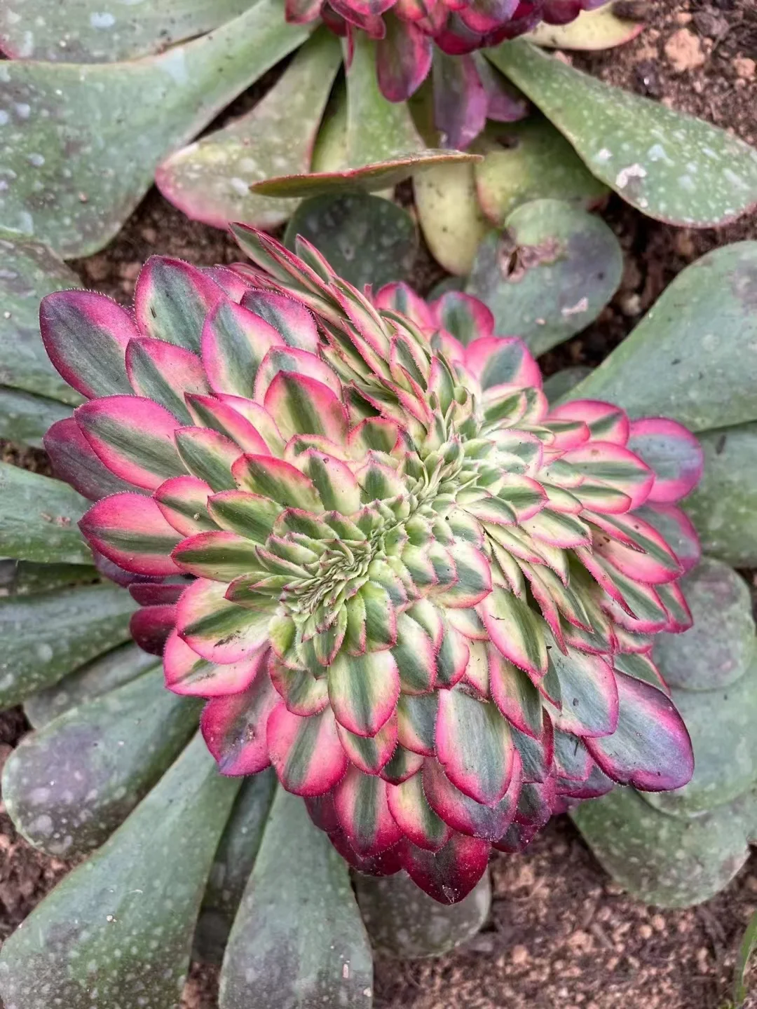 305.  Halloween white brocade crested cutting 6cm/ Aeonium crested /Aeonium plants / Garden landscape / Carefully select healthy plants