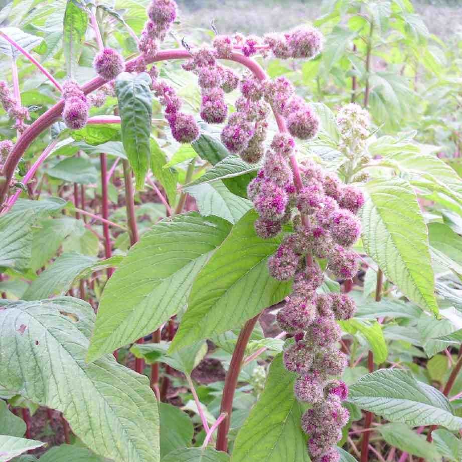 Amaranthus caudatus Mira Flower | X 100 Seeds