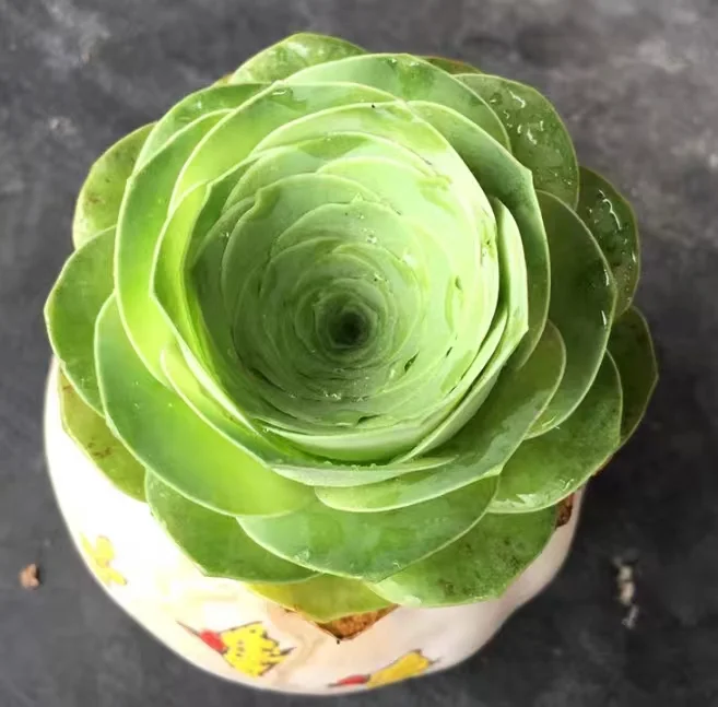 plant Aeonium Echeveria Haworthia  Caudex  Lithops Cactus  Agave 