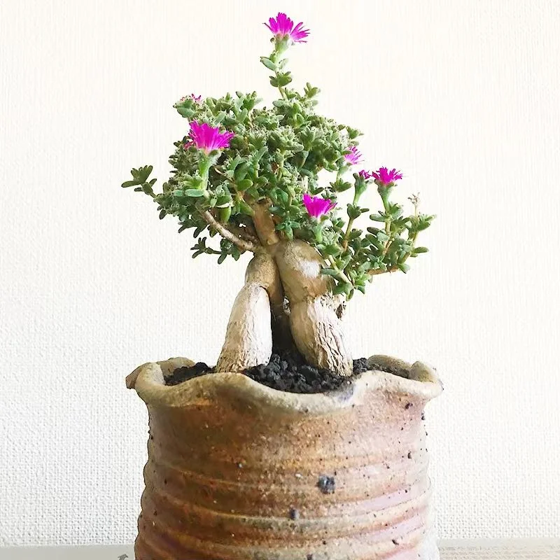 plant Aeonium Echeveria Haworthia  Caudex  Lithops Cactus  Agave 