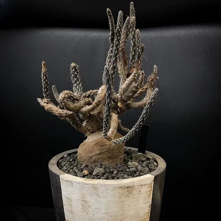 plant Aeonium Echeveria Haworthia  Caudex  Lithops Cactus  Agave 