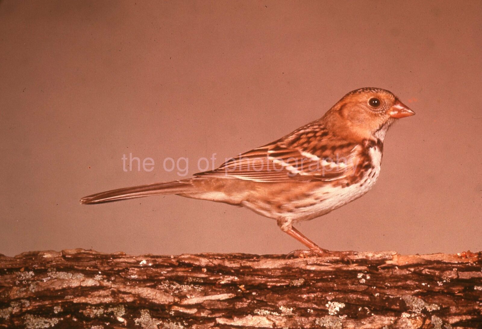 IMMATURE HARRIS SPARROW 35mm FOUND BIRD SLIDE Vintage COLOR Photo Poster painting 15 T 16 F