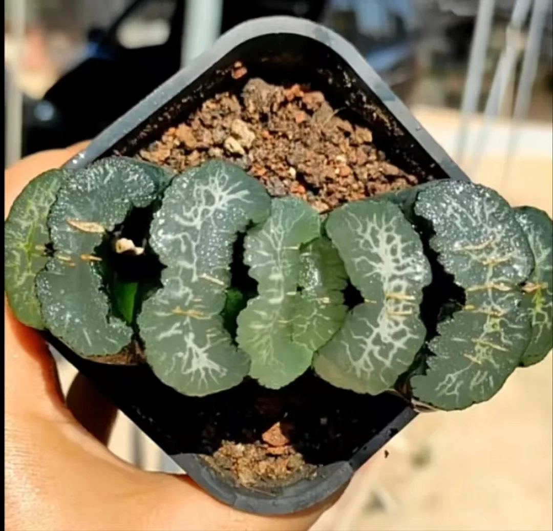 cy26.Haworthia Truncata Succulents - Rare Live Plants 8cm/ Haworthia/ Succulent plants / Garden landscape / Carefully select healthy plants