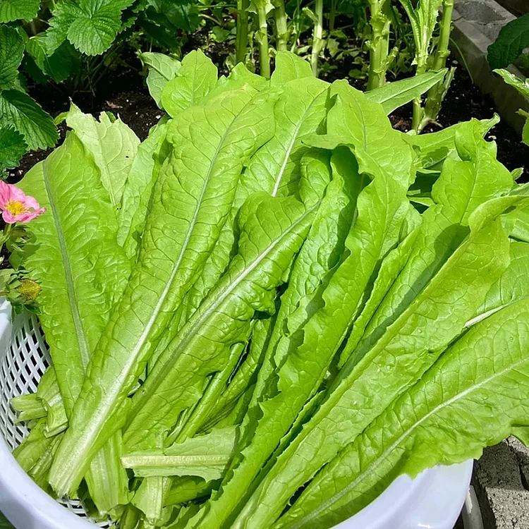 Four Seasons Oilseed Lettuce🥬Seeds