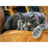 Black Cat | Full Round Diamond Painting Kits