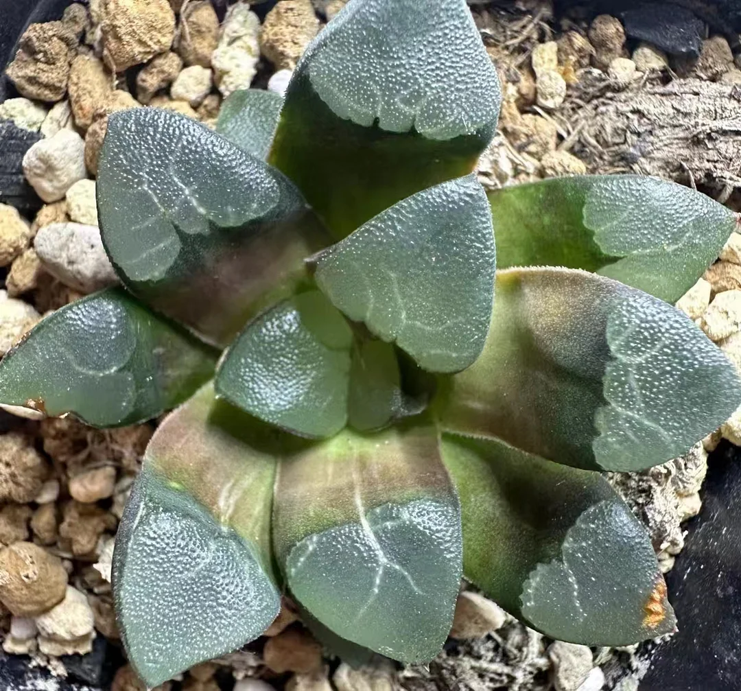 plant Aeonium Echeveria Haworthia  Caudex  Lithops Cactus  Agave 