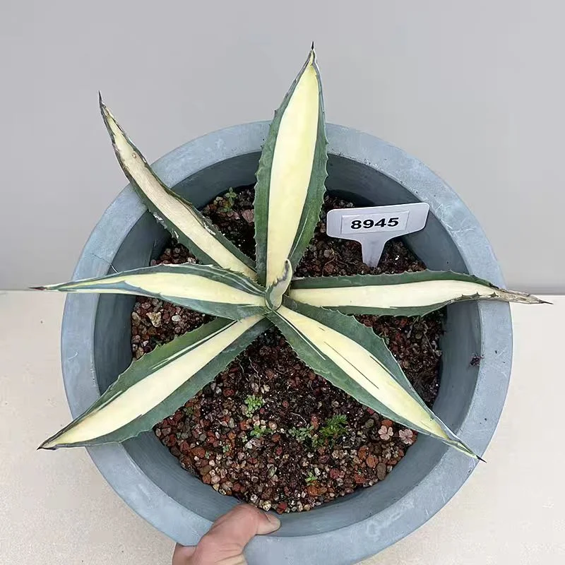 plant Aeonium Echeveria Haworthia  Caudex  Lithops Cactus  Agave 