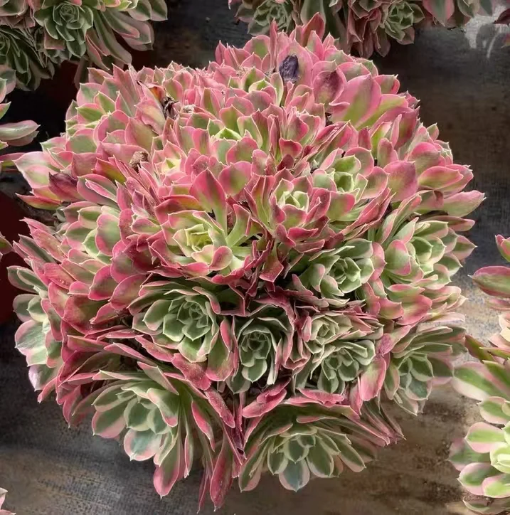 plant Aeonium Echeveria Haworthia  Caudex  Lithops Cactus  Agave 