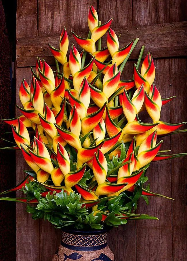 Strelitzia Reginae Seeds Bird Paradise