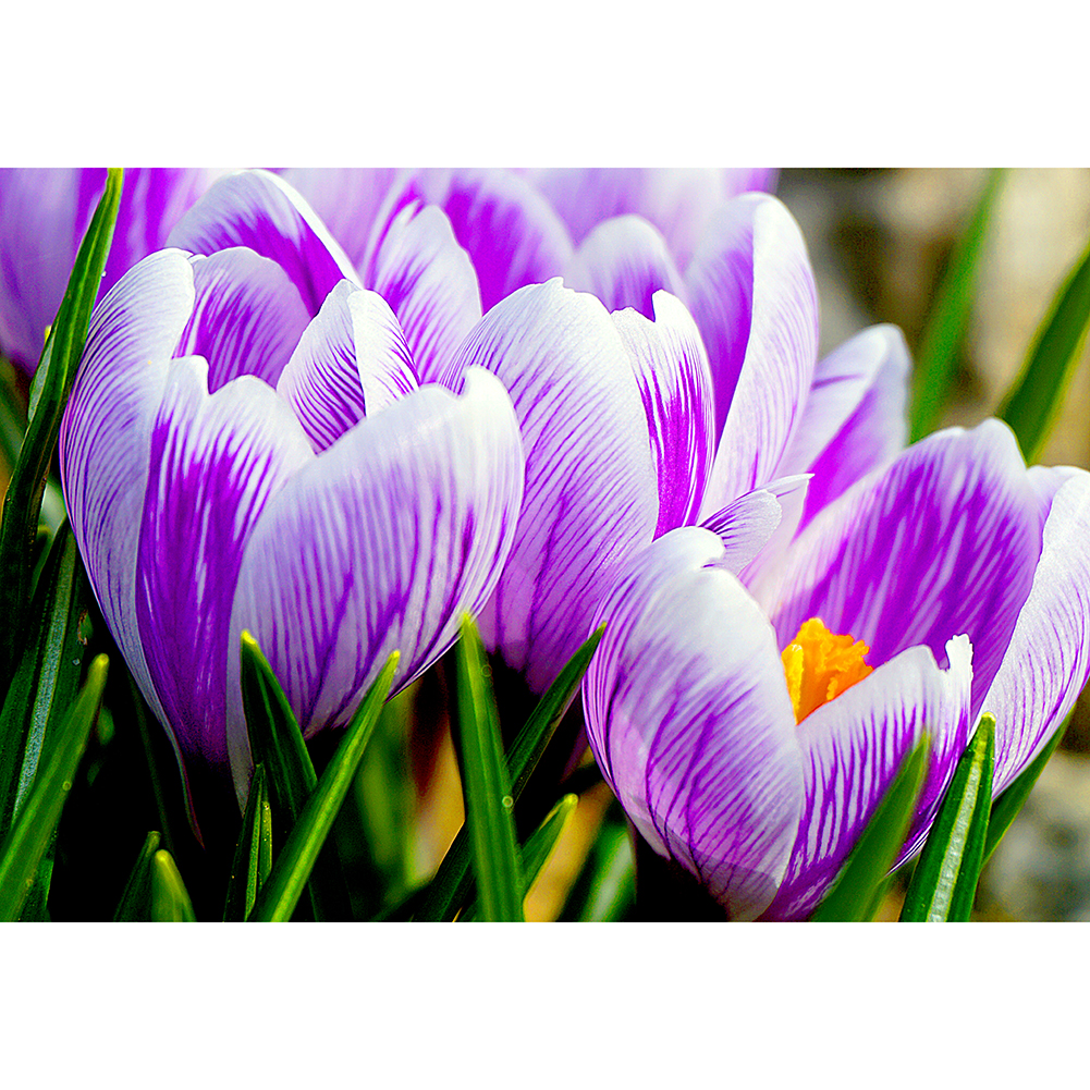 

Purple Tulip - 1000 Pieces Jigsaw Puzzle, 501 Original