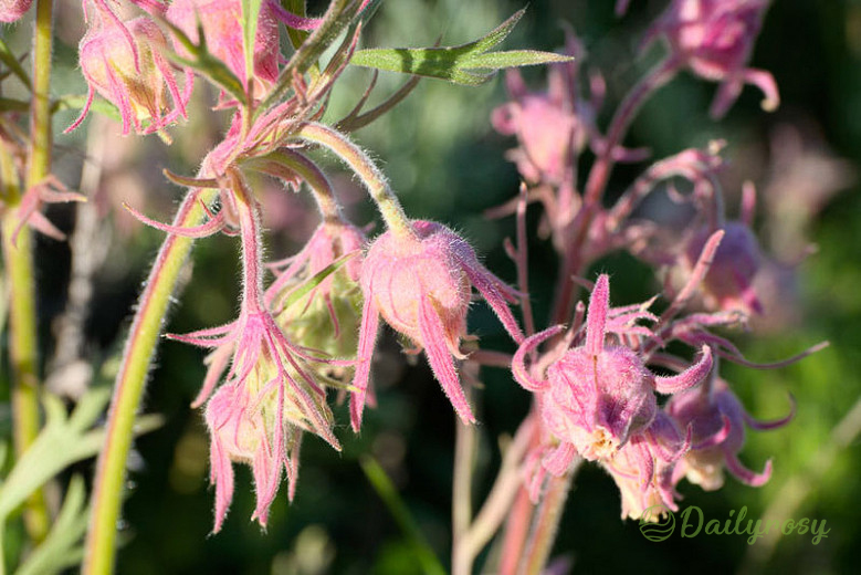 Prairie Smoke Flower Seeds