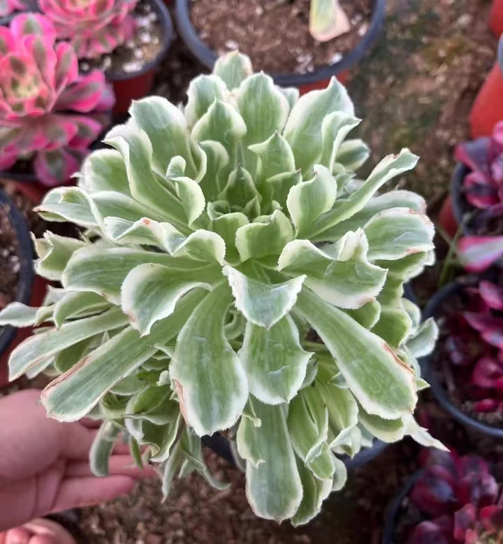 plant Aeonium Echeveria Haworthia  Caudex  Lithops Cactus  Agave 