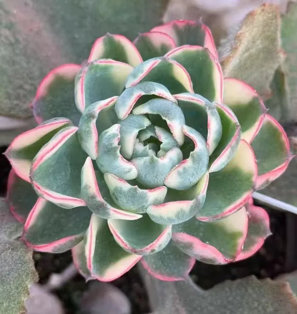 plant Aeonium Echeveria Haworthia  Caudex  Lithops Cactus  Agave 