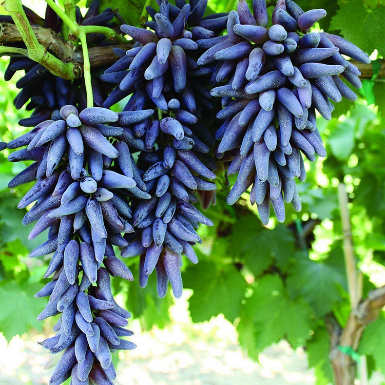 Select high-quality finger grape seeds to cultivate rare fruits with excellent appearance and flavor