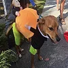 🎃Costume d'Halloween de citrouille pour chien de compagnie🎃