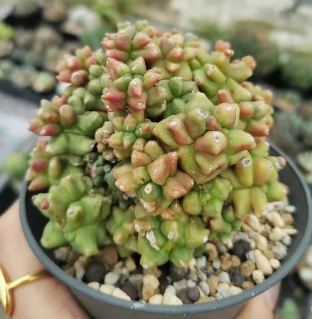 1123.Gymnocalycium mihanovichii var has roots 7-10cm/ Cactus plants / Succulent plants / Garden landscape / Carefully select healthy plants