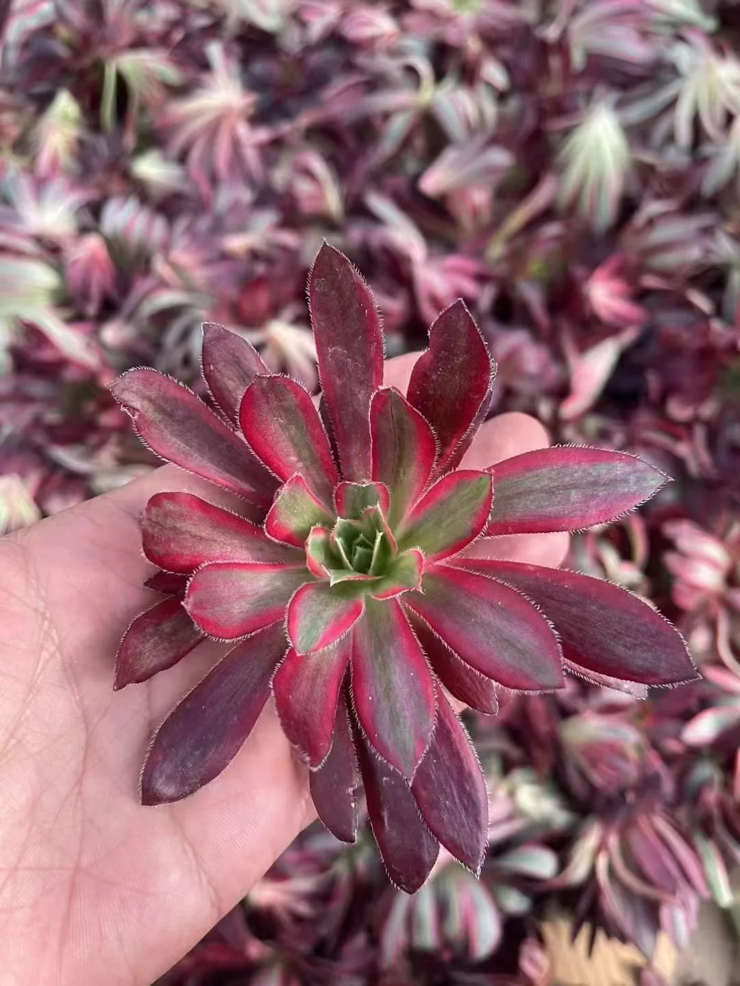 plant Aeonium Echeveria Haworthia  Caudex  Lithops Cactus  Agave 