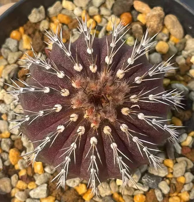 598.    Uebelmannia. has roots 2-2.5cm /Cactus plants /Succulent plants /  Garden landscape / Carefully select healthy plants