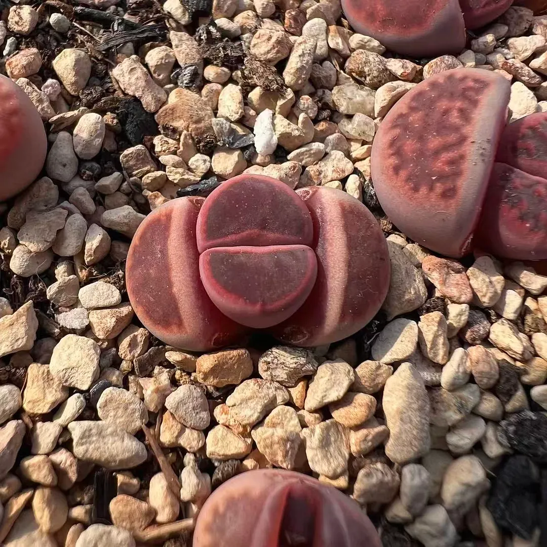 plant Aeonium Echeveria Haworthia  Caudex  Lithops Cactus  Agave 