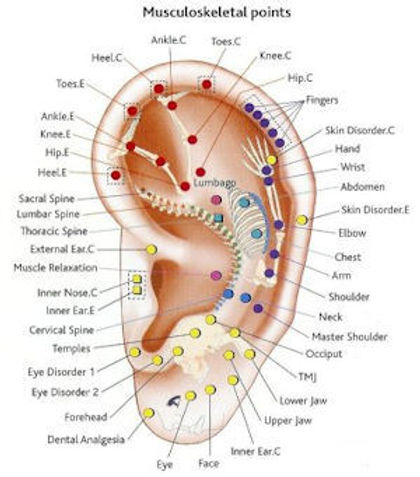 The ear is a microcosm of the body