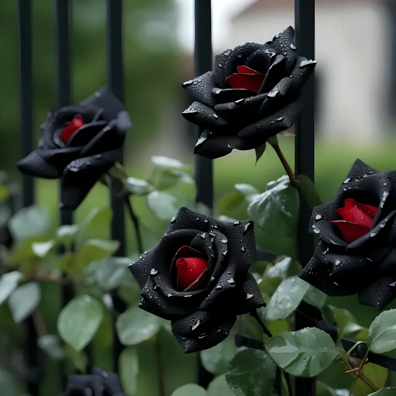 Black Rose of Ecuador - Black Knight