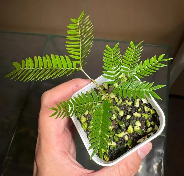 plant Aeonium Echeveria Haworthia  Caudex  Lithops Cactus  Agave 