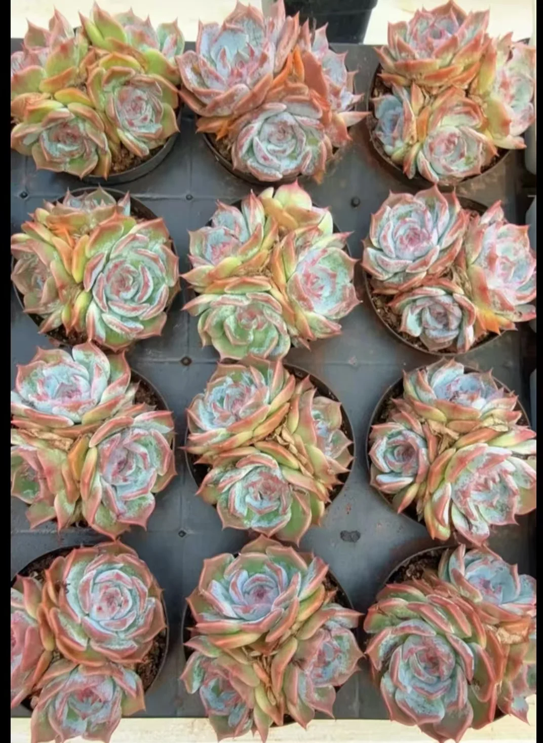 plant Aeonium Echeveria Haworthia  Caudex  Lithops Cactus  Agave 