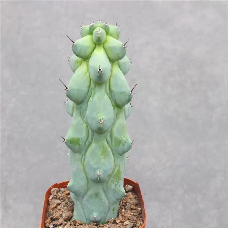 plant Aeonium Echeveria Haworthia  Caudex  Lithops Cactus  Agave 