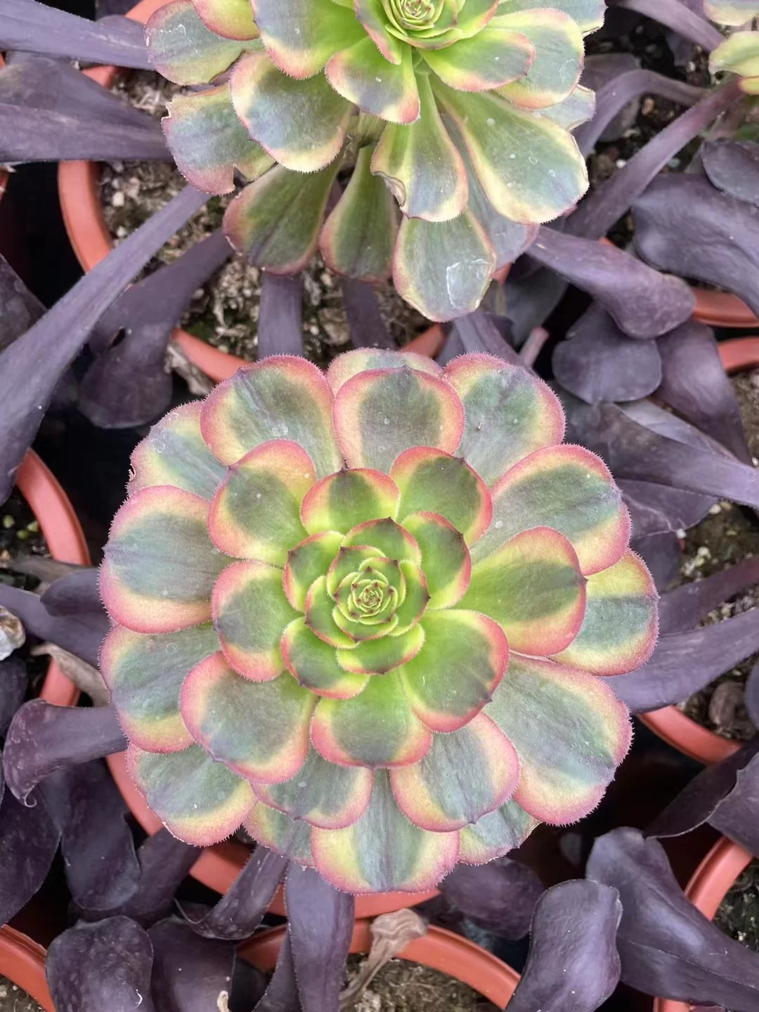 plant Aeonium Echeveria Haworthia  Caudex  Lithops Cactus  Agave 