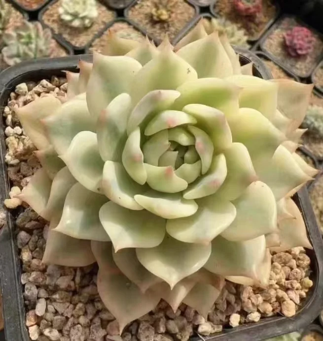 plant Aeonium Echeveria Haworthia  Caudex  Lithops Cactus  Agave 