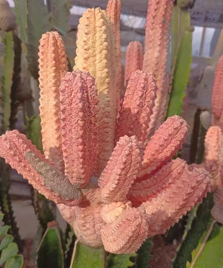 652. Euphorbia abdelkuri  cutting 6cm/Cactus plants /Succulent plants/ Garden landscape / Carefully select healthy plants