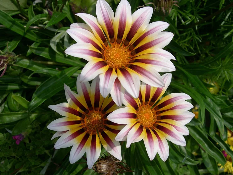 Afrikanische Gänseblümchenblumen - Gazania 50 Samen