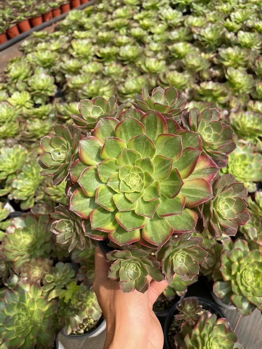 plant Aeonium Echeveria Haworthia  Caudex  Lithops Cactus  Agave 