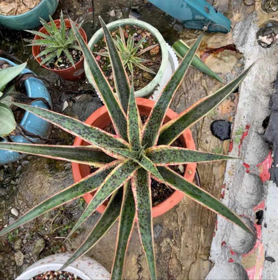 plant Aeonium Echeveria Haworthia  Caudex  Lithops Cactus  Agave 