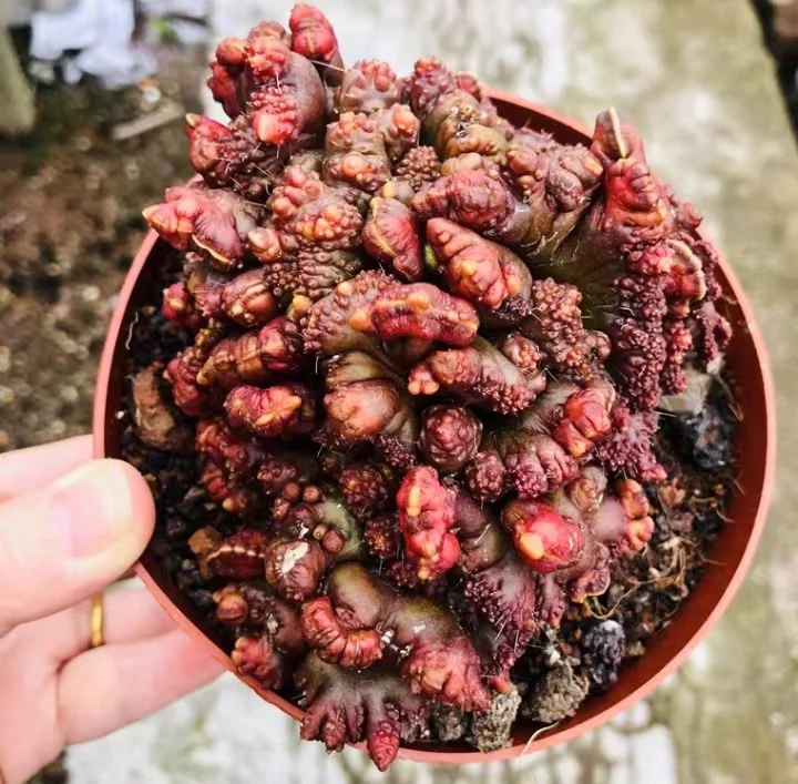 604.   Red high ssand crested .  has roots 5cm /Cactus plants /Succulent plants /  Garden landscape / Carefully select healthy plants