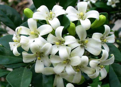 Aglaia Odorata Seeds