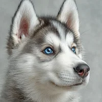 Inquisitive Fluffy Pup - Diamond Painting
