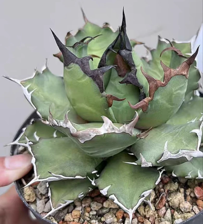 plant Aeonium Echeveria Haworthia  Caudex  Lithops Cactus  Agave 