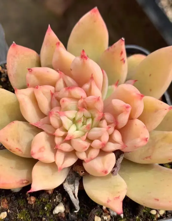 plant Aeonium Echeveria Haworthia  Caudex  Lithops Cactus  Agave 